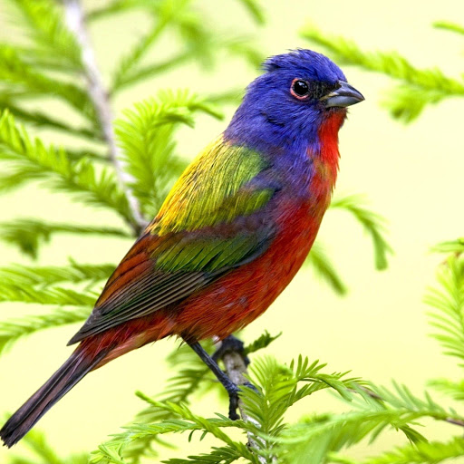 Hd-181590-ascw181590