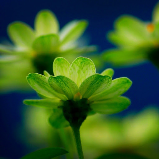 Hd-169645-ascw169645