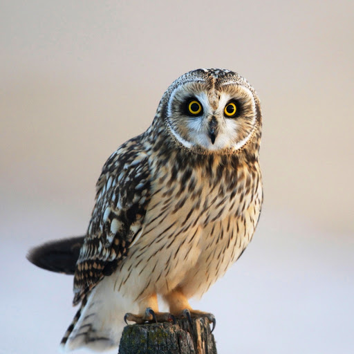 Hd-148312-ascw148312