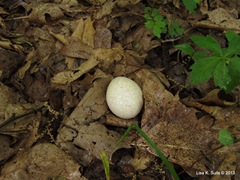 egg