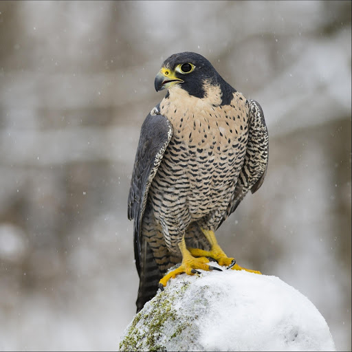 Hd-177828-ascw177828