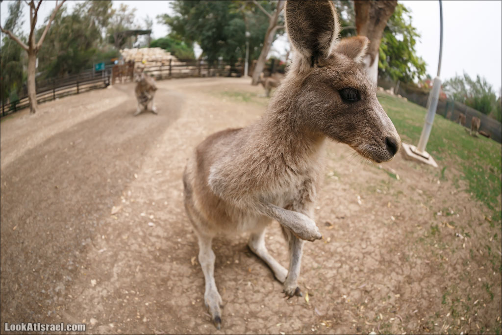 Ган Гуру - парк с кенгуру и другими австралийскими животными | Gan Guru | גן גורו | LookAtIsrael.com - Фото путешествия по Израилю