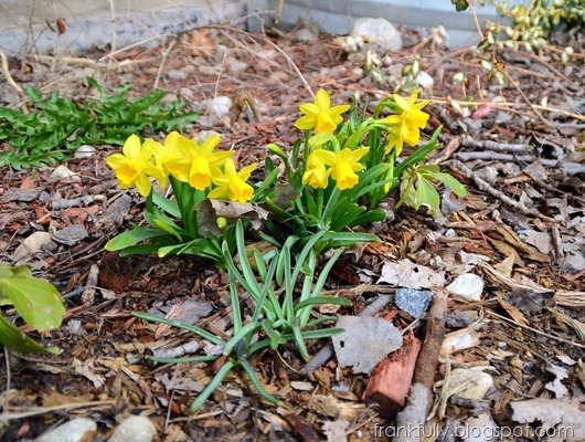 daffodils