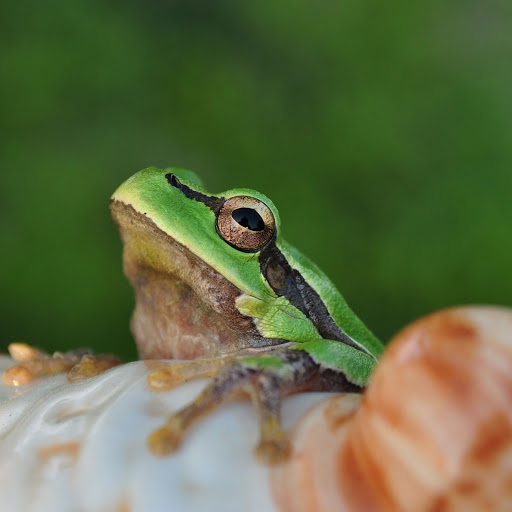 Hd-173808-ascw173808