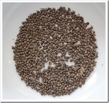 110811_Echium-wildpretii-seeds