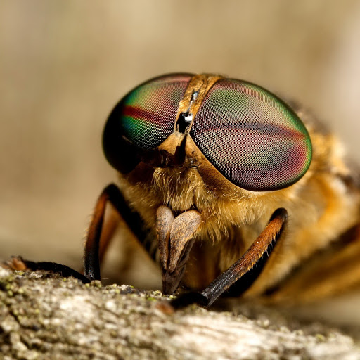 Hd-135718-ascw135718