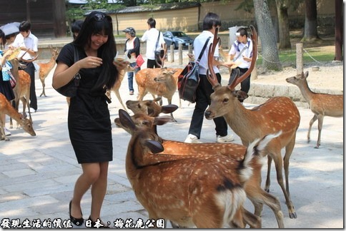 日本奈良京都大阪之旅-梅花鹿公園，成群的野生梅花鹿出沒於公園內，蔚為奇觀。傳說春日大社的神祇，就是乘著鹿降臨於此地的。