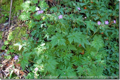 5624 Barranco de Crespo(Patagallo) 5624 Barranco de Crespo(Patagallo)