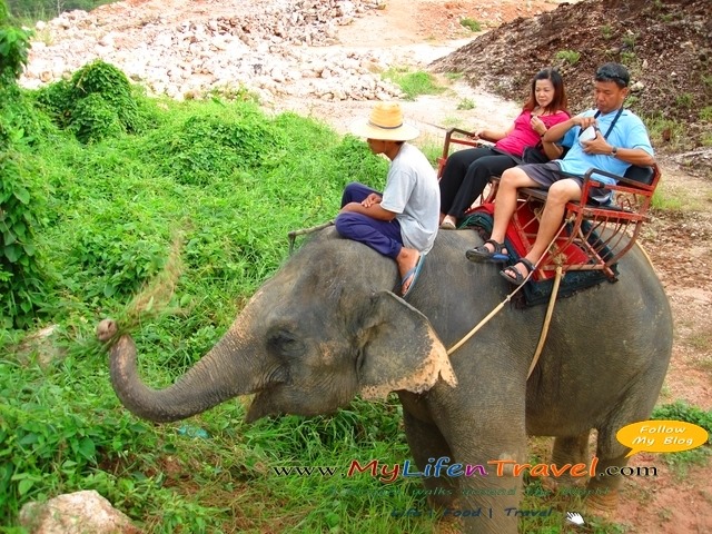[Phuket-Rida-Elephant-522.jpg]