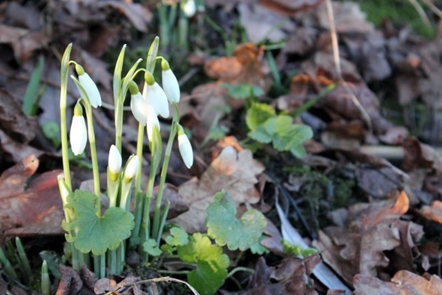 Snowdrops flowering at Slimbridge on Saturday, 11 January 2014. An extremely mild winter has led to signs of an early spring sprouting across the UK, from snowdrops and hazel flowering to sightings of ladybirds and butterflies. Photo: Beth Nicholls / Twitter