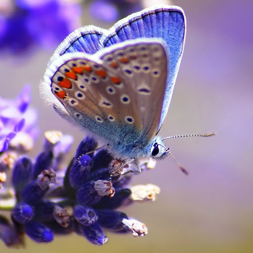 Hd-142641-ascw142641