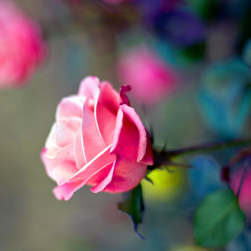 Hd-137901-ascw137901