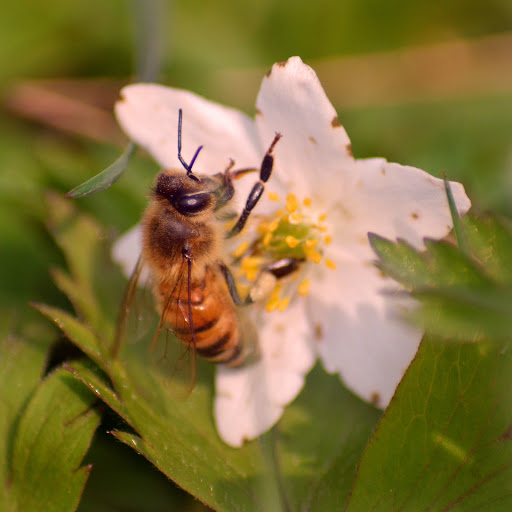 Hd-158146-ascw158146