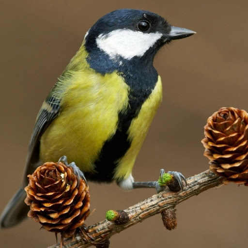 Hd-180106-ascw180106