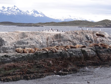 Tara de Foc: Insula cu lei de mare