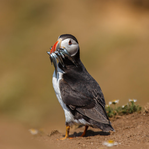 Hd-159495-ascw159495