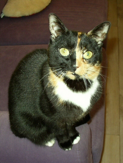 Maantje mijn lieve poes little-moon-cat-maantje-mijn-lieve-kat