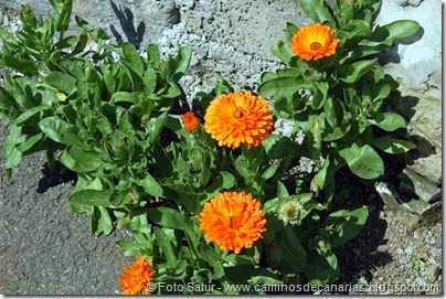 7721 La Laguna-Barranco del Laurel(Calendula) 7721 La Laguna-Barranco del Laurel(Calendula)