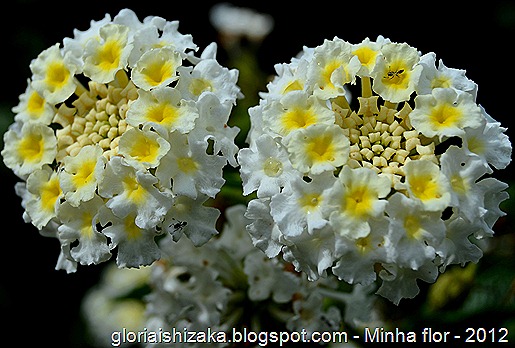 Glória Ishizaka - minhas flores - 2012 - 22
