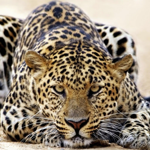 Hd-177598-ascw177598