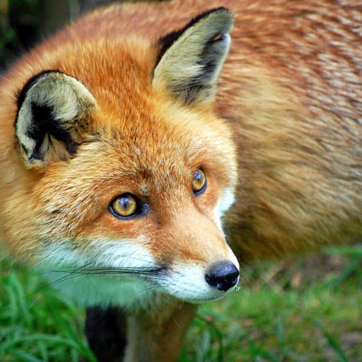 Hd-173427-ascw173427