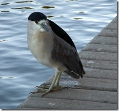 black-crowned night heron on ground 10-25-2012 9-14-57 AM 2403x2257