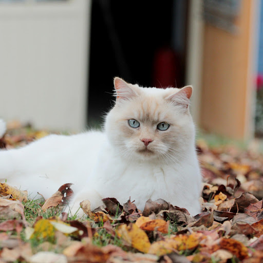 Hd-181151-ascw181151