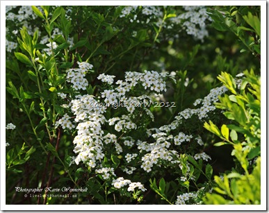 Outside our garden the Spirea is flowering so beautifully.