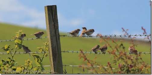 5-sparrows