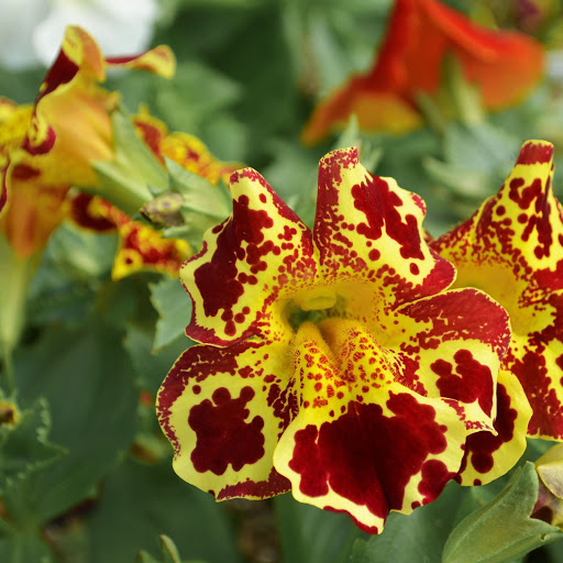 Hd-156098-ascw156098