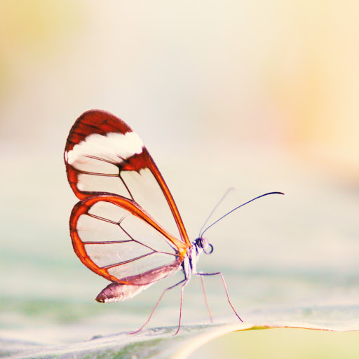 Hd-151242-ascw151242