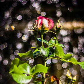 Bokehlicious Bud and Bloom by TJ Champagne - Flowers Single Flower