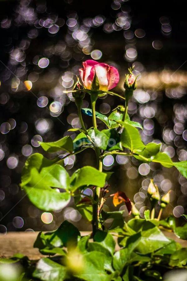 Bokehlicious Bud and Bloom by TJ Champagne - Flowers Single Flower
