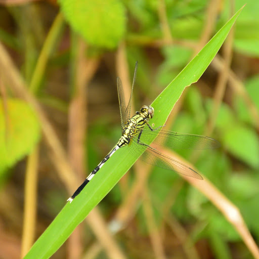 Hd-156031-ascw156031