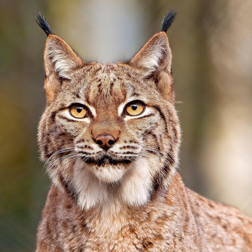 Hd-150514-ascw150514