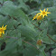 Jerusalem Artichoke