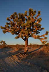 see Mo at the base of that tree?  That is one big Joshua Tree!!