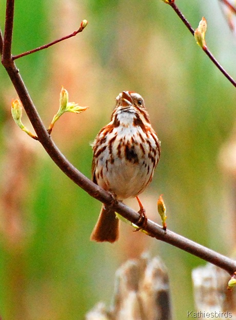 5. singing sparrow-kab
