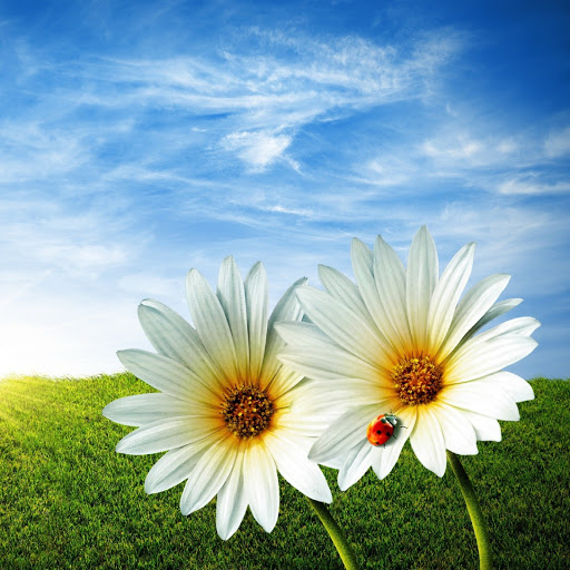 Hd-135731-ascw135731