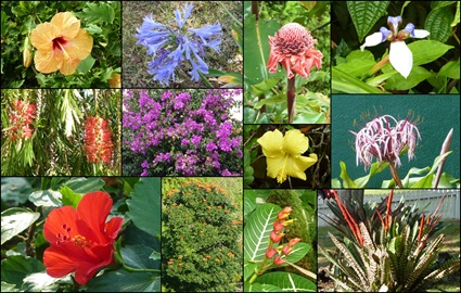 Hawaii Flowers Collage