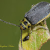 Skeletonizing Leaf Beetle