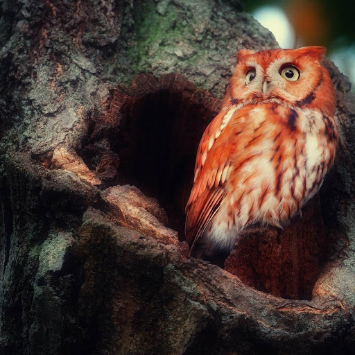 Hd-148131-ascw148131