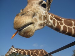 IMG_8655 IMG_8655