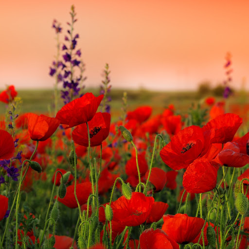 Hd-141743-ascw141743