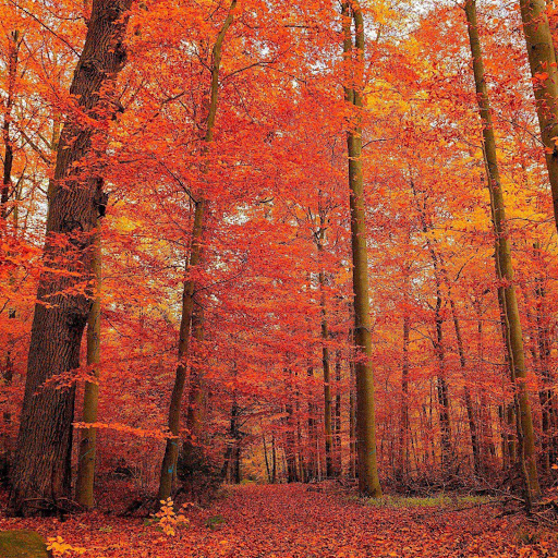 Hd-155754-ascw155754