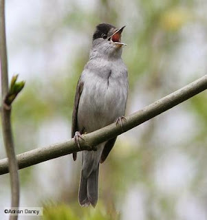 Suara burung eurasian blackcap mantab download suara burung