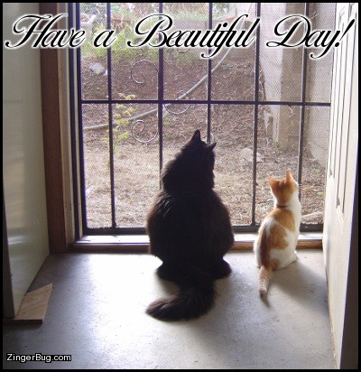 [have_a_beautiful_day_cats_in_doorway%255B4%255D.jpg]