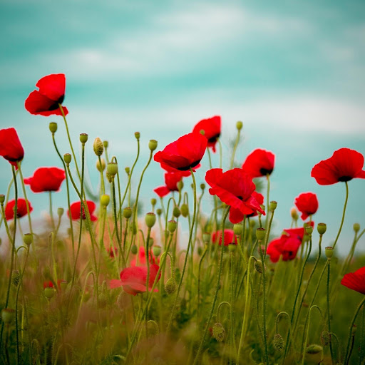 Hd-168844-ascw168844