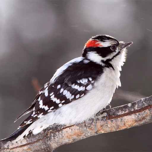 Hd-178070-ascw178070