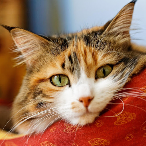 Hd-177260-ascw177260